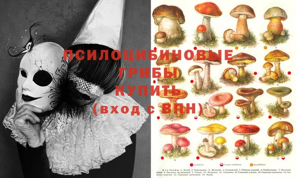 шишки Архангельск