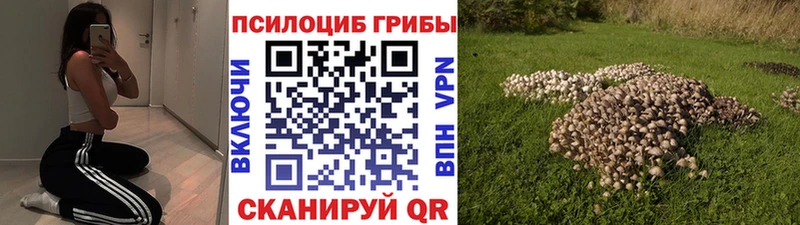 Купить закладки  Светогорск  Галлюциногенные грибы прущие грибы 